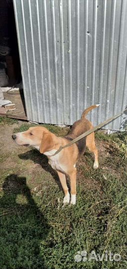 Русская гончие,пегие гончие.щенки.Ягтерер