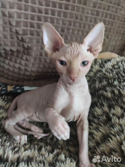 Канадский сфинкс