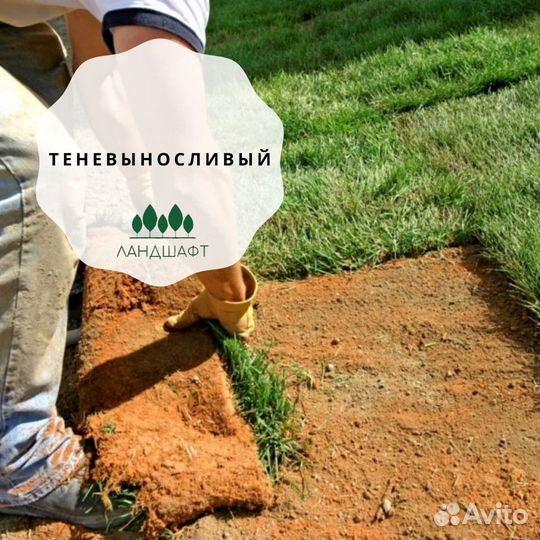 Теневыносливый рулонный газон Мытищи