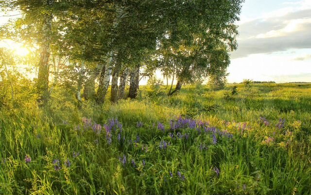 Участок 4 га (СНТ, ДНП)