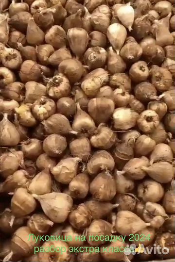 Луковица Фрезии