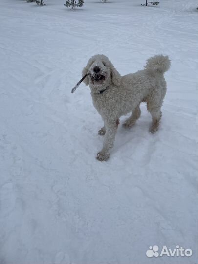 Пудель вязка