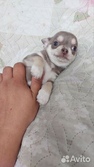 Щенки чихуахуа