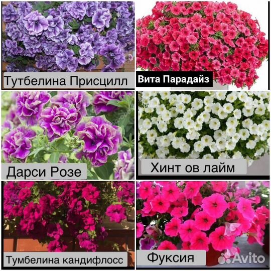 Петуния вегетативная