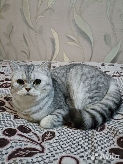 Шотландские котята (мальчики)