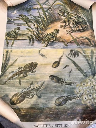 Школьные плакаты СССР лягушка