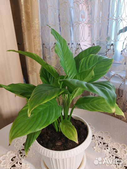 Спатифиллум