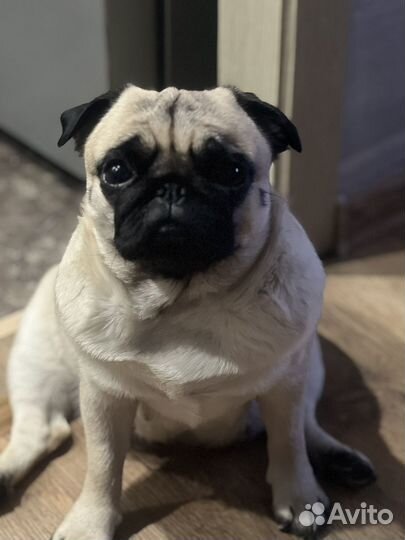Продажа щенков мопс