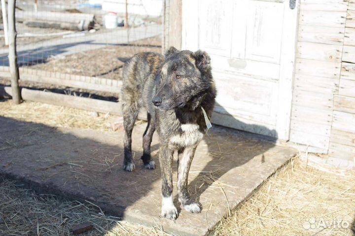 Амур. Собака бесплатно
