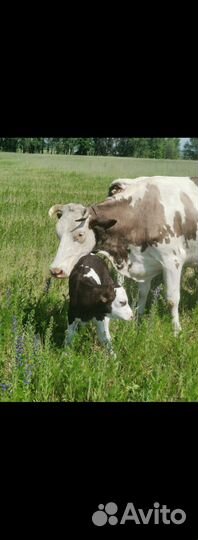 Коровы и первотелки дойные молочные