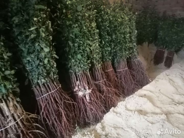 Подвой груши