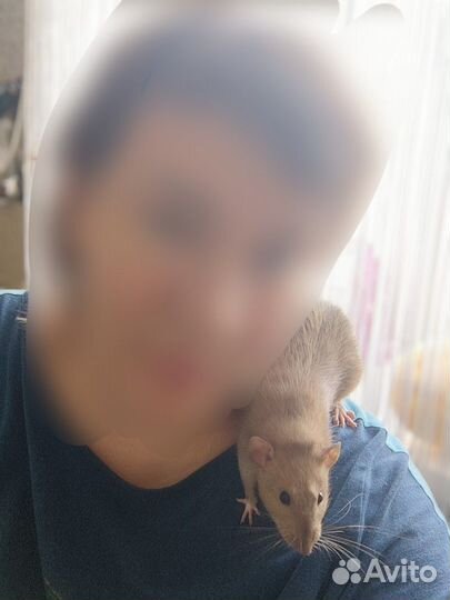 Декоративная крыса дамбо