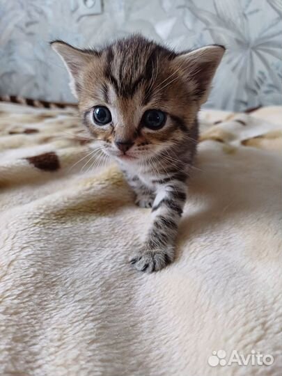 Котята Турецкой Ангоры