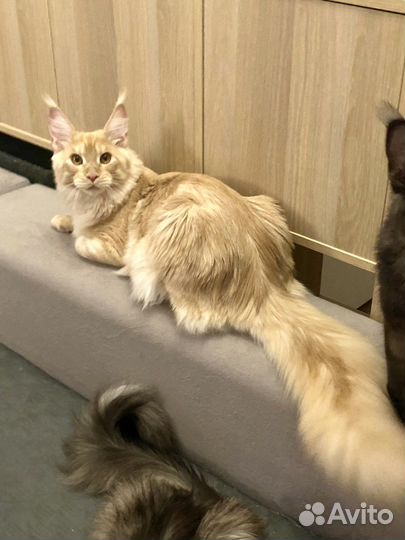 Котята мейн-кун рыжие