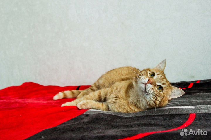 Кот Рыжик в добрые руки