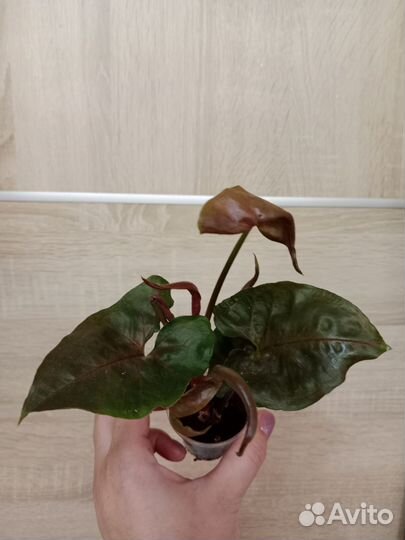 Сингониумы сортовые