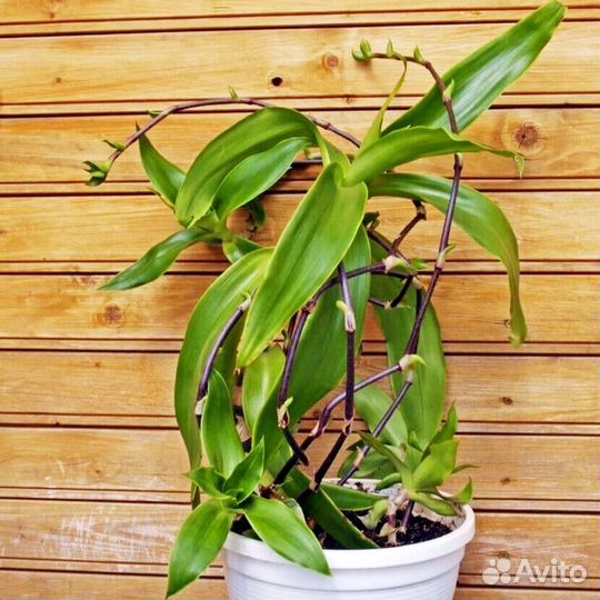 Золотой ус - Коллизия душистая