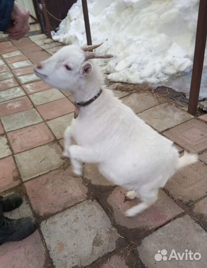 Коза камерунская