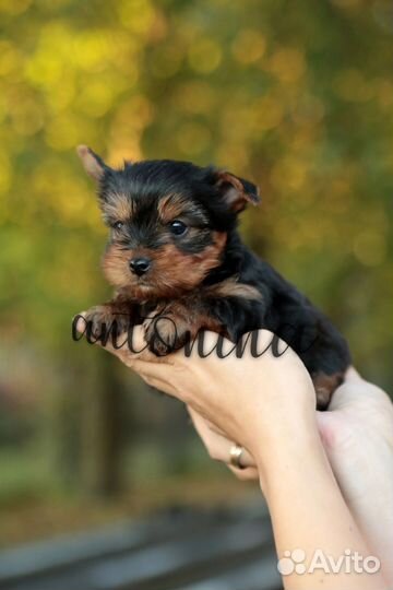 Мини мальчишки