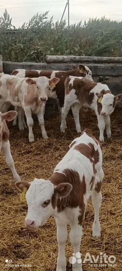 Бычки и телки