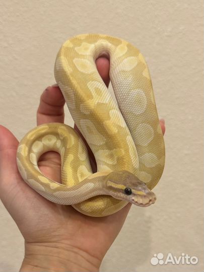 Рептилии, змеи