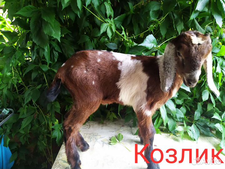Англо нубийские козы