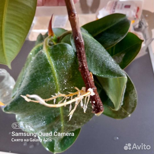 Фикус Робуста (отростки)