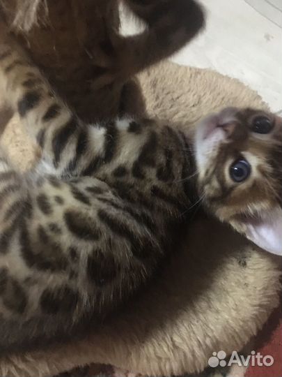 Котята бенгальские