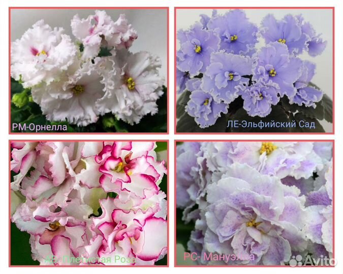 Сортовые фиалки листик