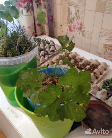 Саженцы морошки