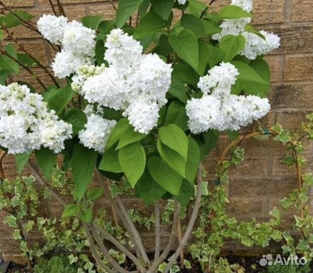 Саженцы сирени