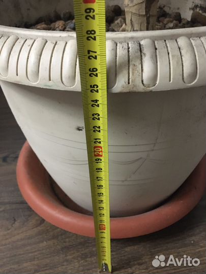 Драцена Голден Кост