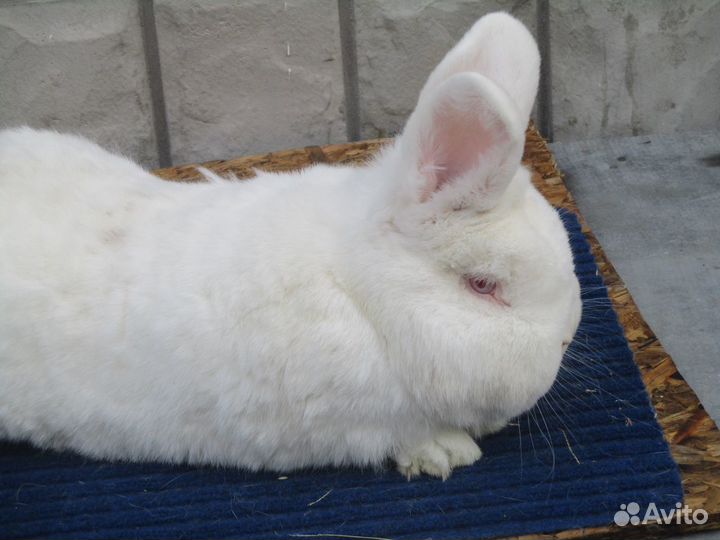 Кролики породы Новозеландские белые и Калифорния