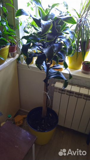 Фикус, Драцена 1000