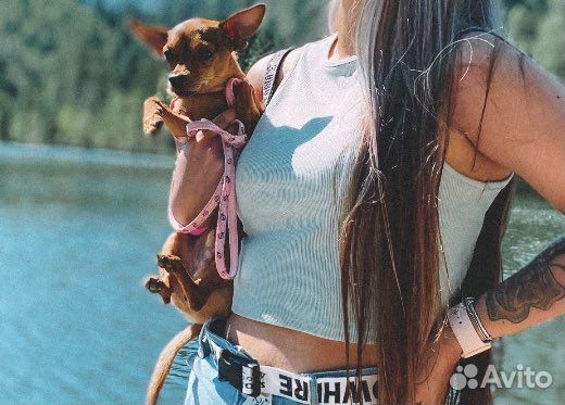 Той-терьер вязка мальчик