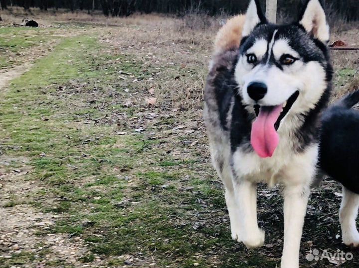 Сибирский хаски вязка