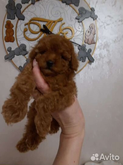 Тикап той-пудель редбраун, красные