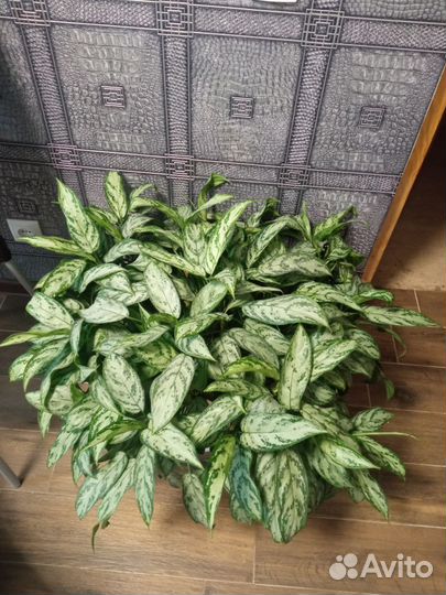 Диффенбахия