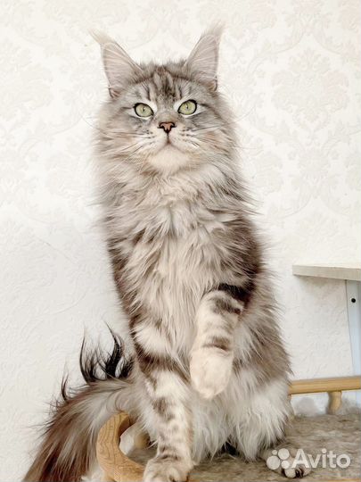 Молодой котик Мейн-кун