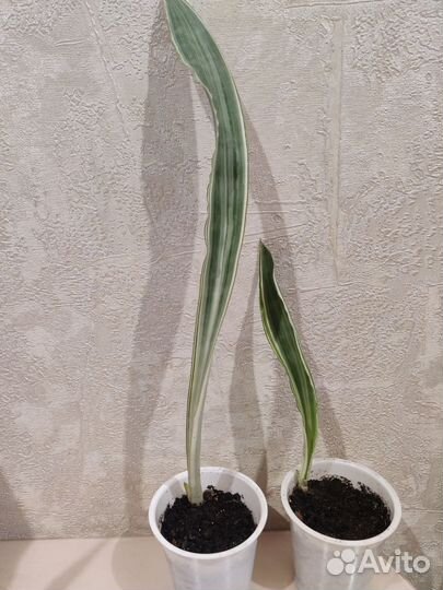 Сортовые Сансевиерии