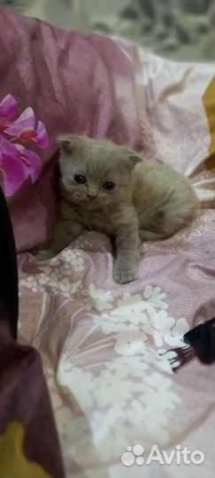 Шотландская