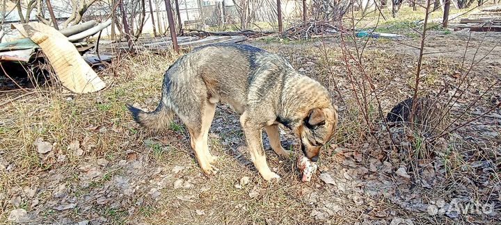 Кобель охранник в добрые руки