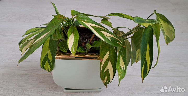 Ктенанта Лубберса