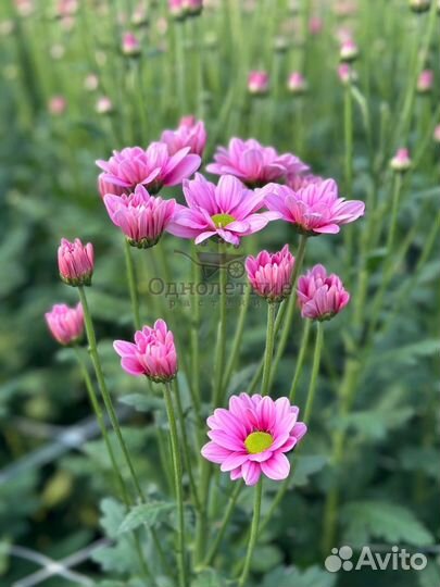 Хризантема кустовая срезка