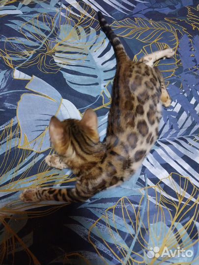 Бенгальские котята