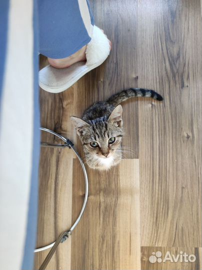 Ищет дом котенок
