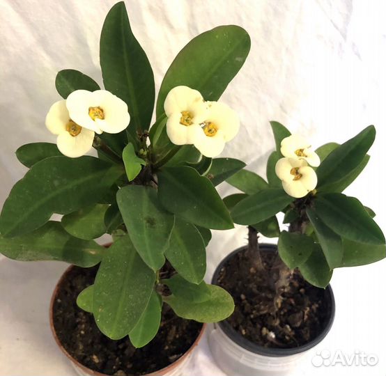 Эуфорбия, молочай Милли