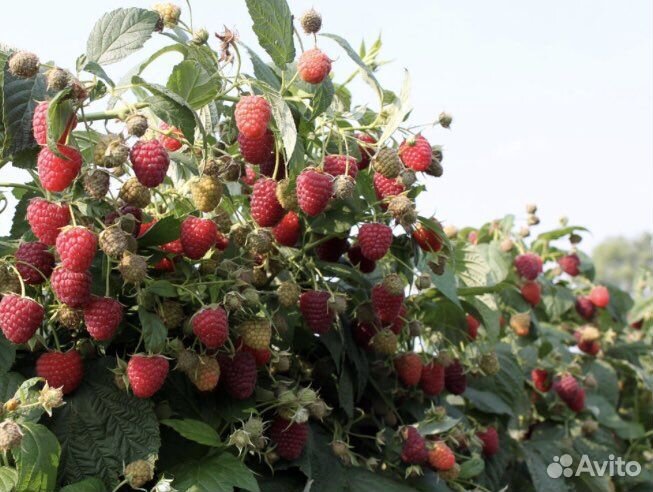 Рассаду малины