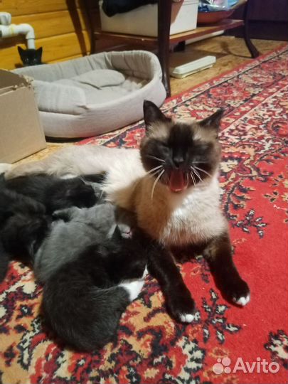 Котята в добрые руки