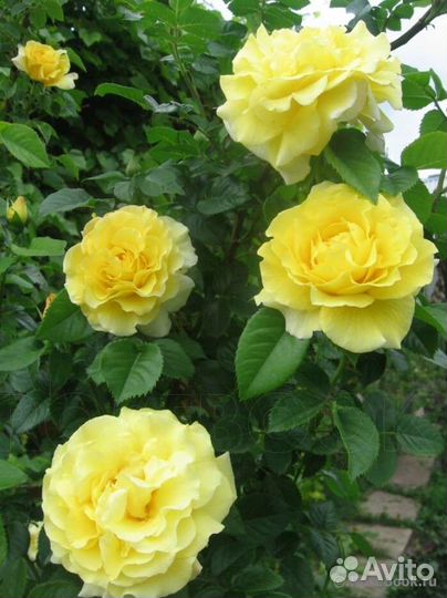 Саженцы роз